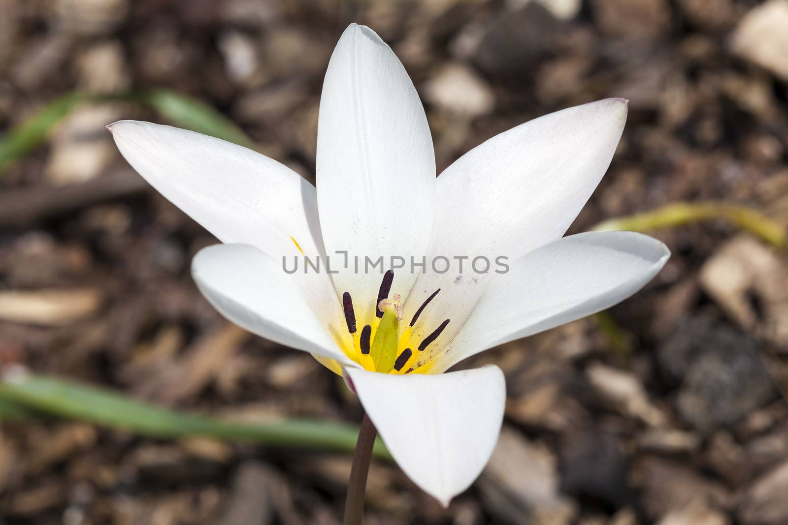 Tulip 'Lady Jane' a spring flowering bulb plant