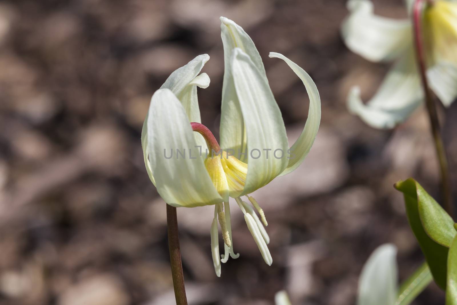 Erythronium californicum 'White Beauty'  by ant