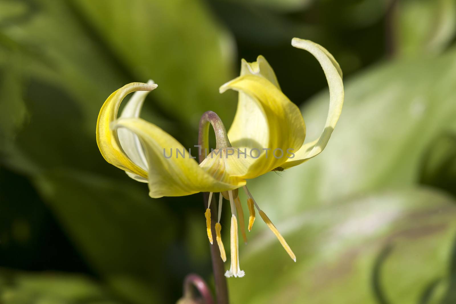 Erythronium 'Kondo'  by ant