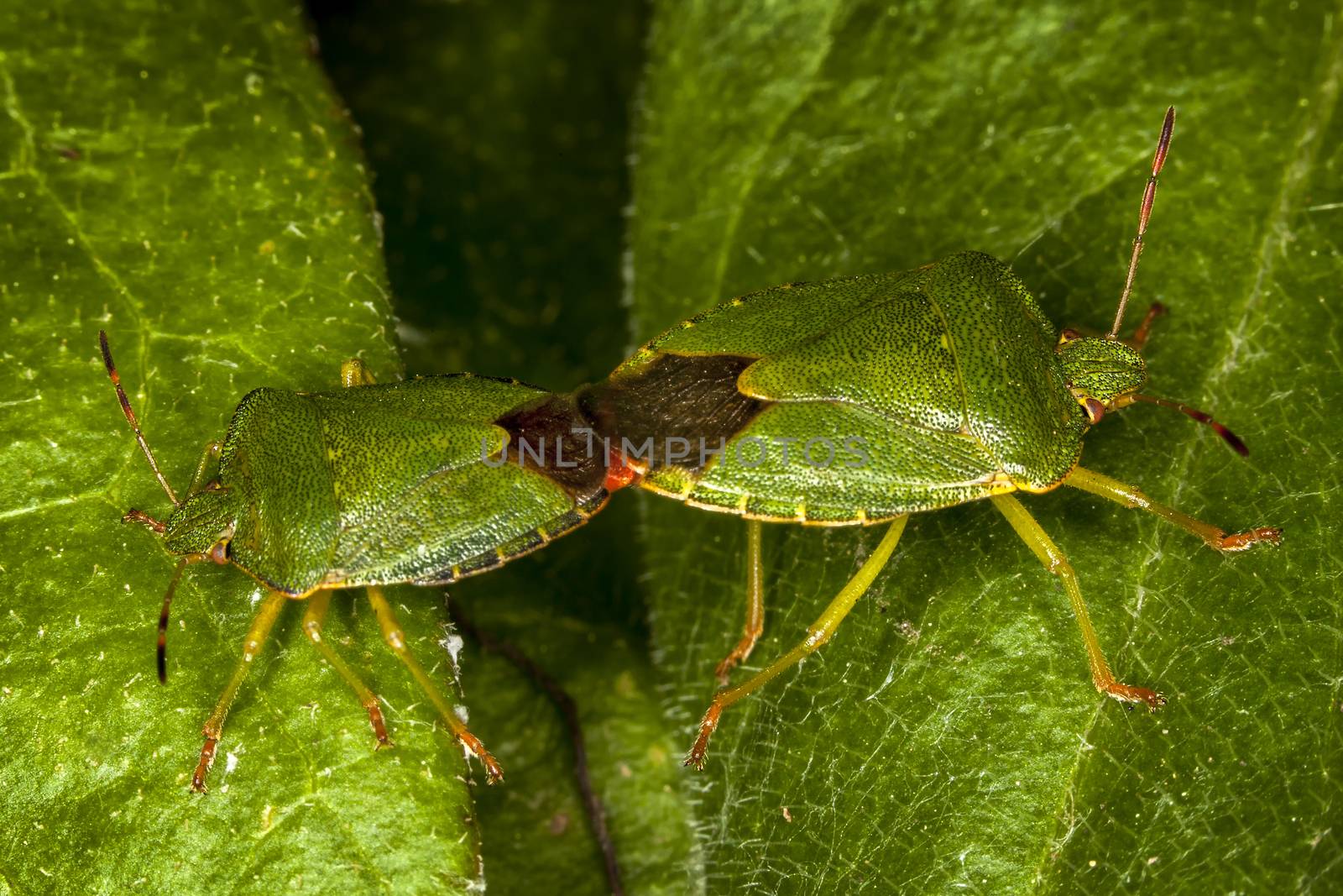 Green Shield Bug (Palomena prasina) mating which are often called green stink bug