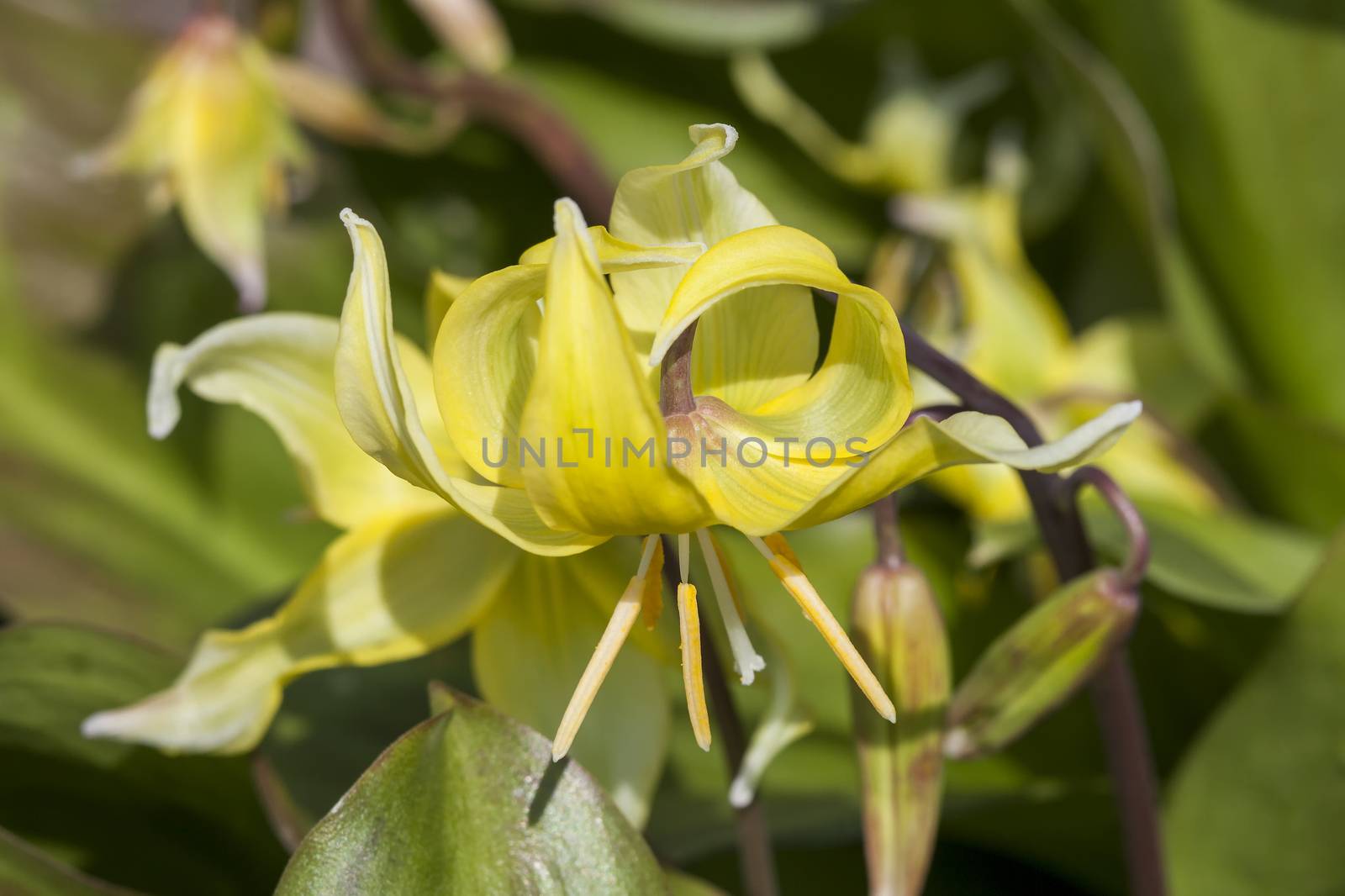 Erythronium 'Kondo' a spring flowering bulb plant commonly known as  Californian fawn lily