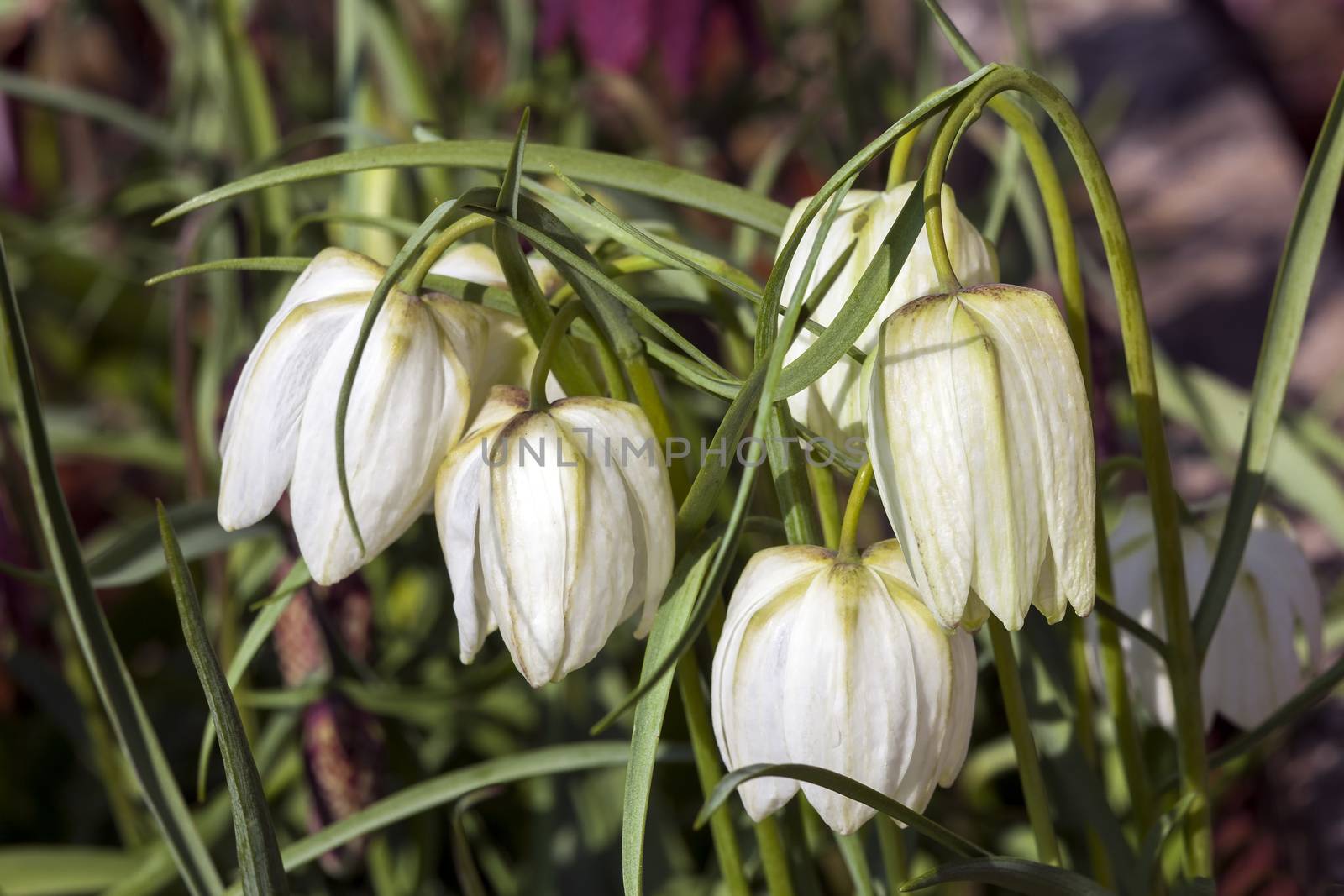 Fritillaria meleagris alba  by ant