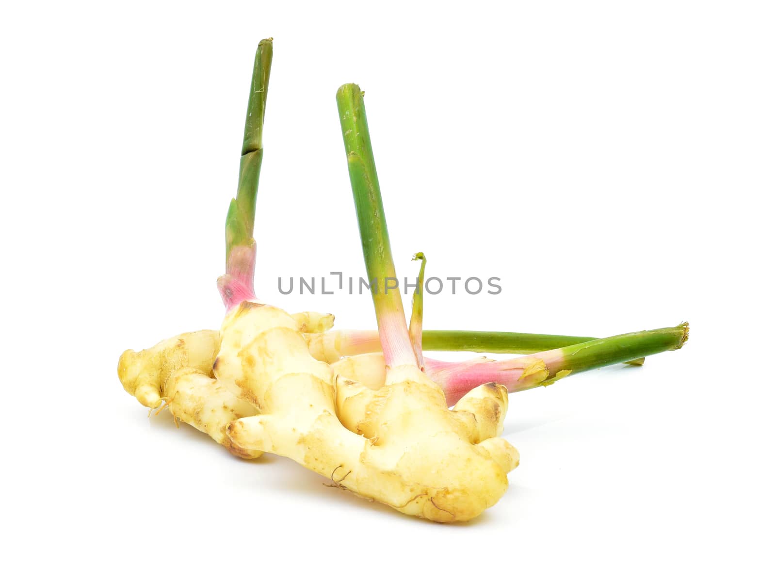 Fresh galangal on a white background by sompongtom
