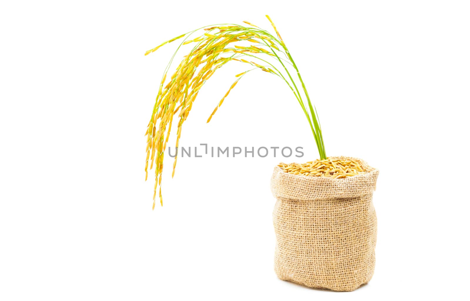 Rice of paddy Golden yellow in a sack on a white background by sompongtom