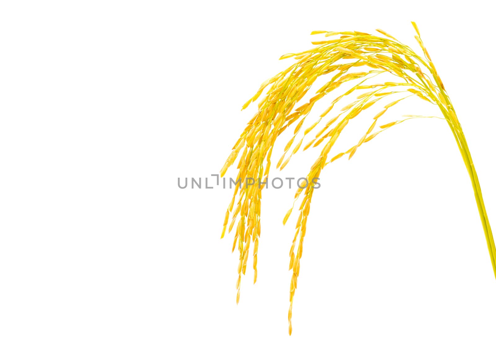 Rice of paddy Golden yellow on a white background