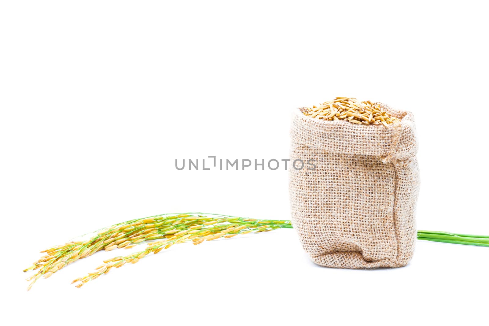 Rice of paddy Golden yellow in a sack on a white background by sompongtom