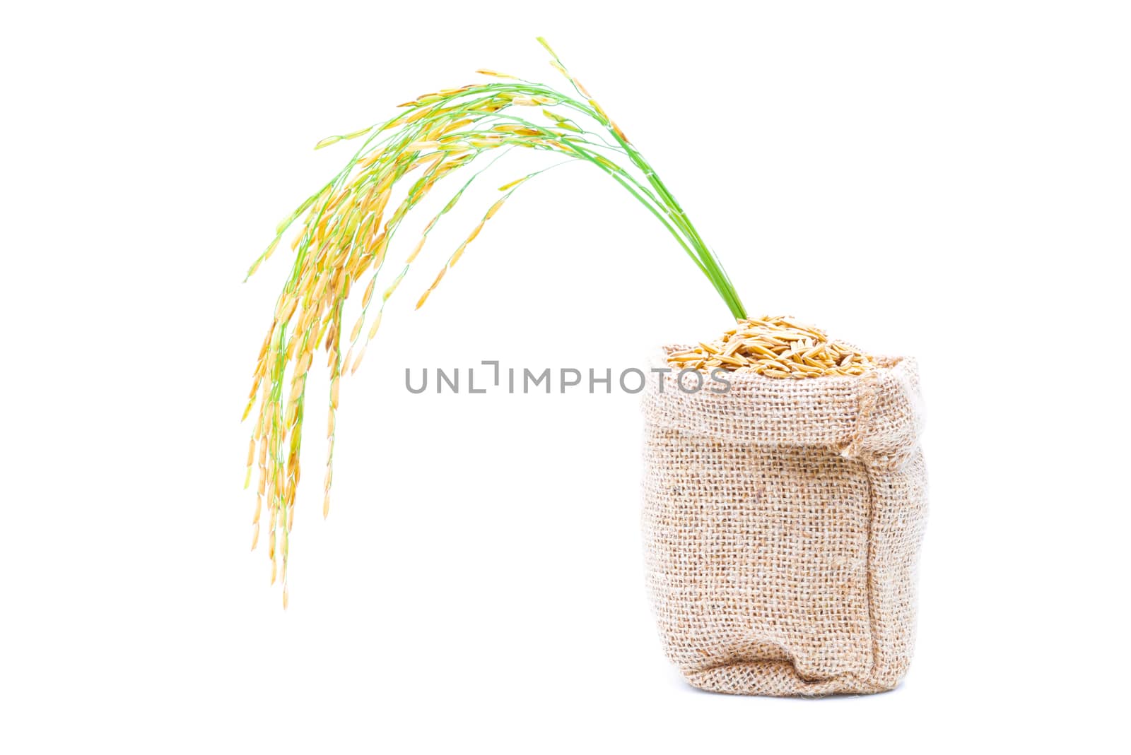 Rice of paddy Golden yellow in a sack on a white background by sompongtom