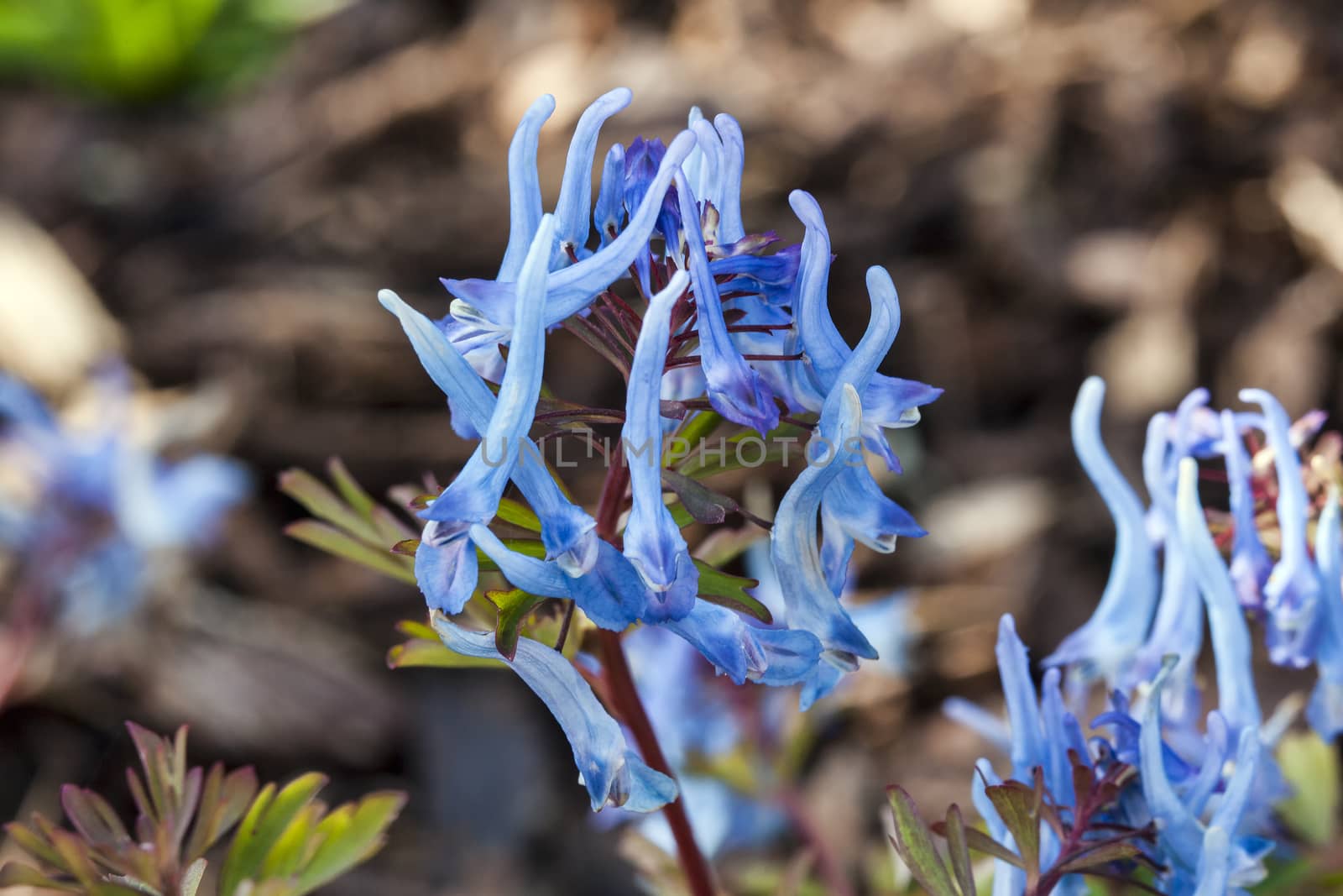 Corydalis flexuosa 'China Blue' a spring rhizomatous perennial flower plant