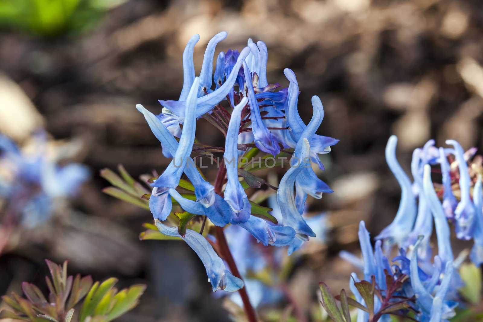 Corydalis flexuosa 'China Blue'  by ant