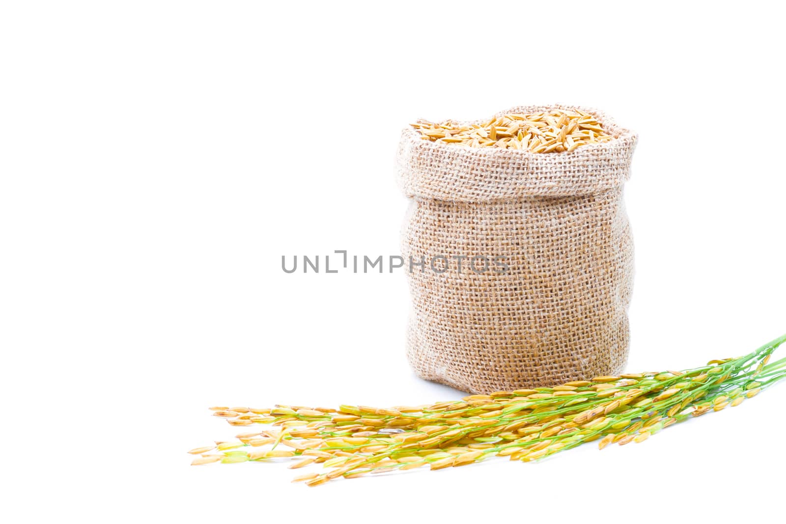 Rice of paddy Golden yellow on a white background by sompongtom
