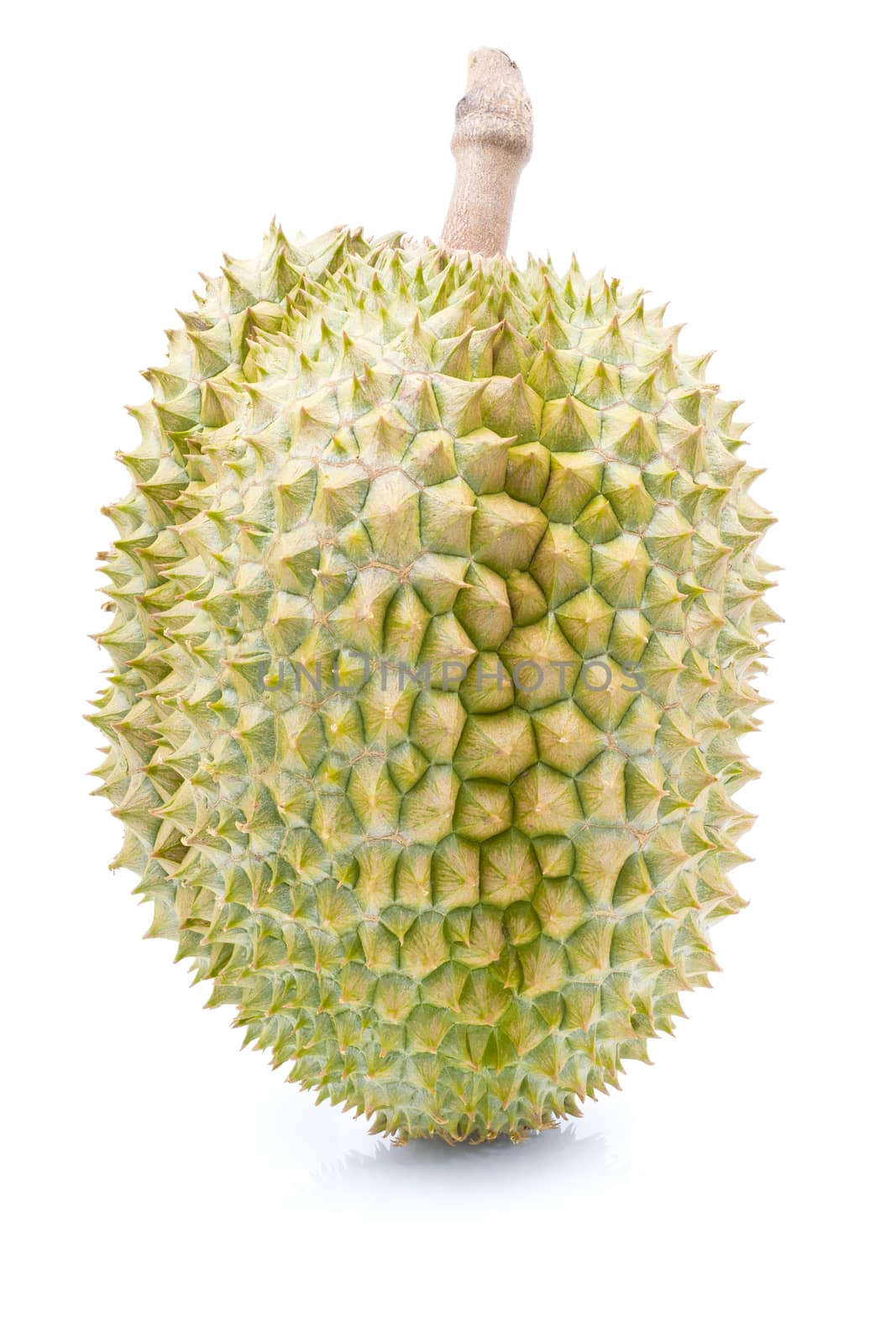 Durian fruit on a white background by sompongtom