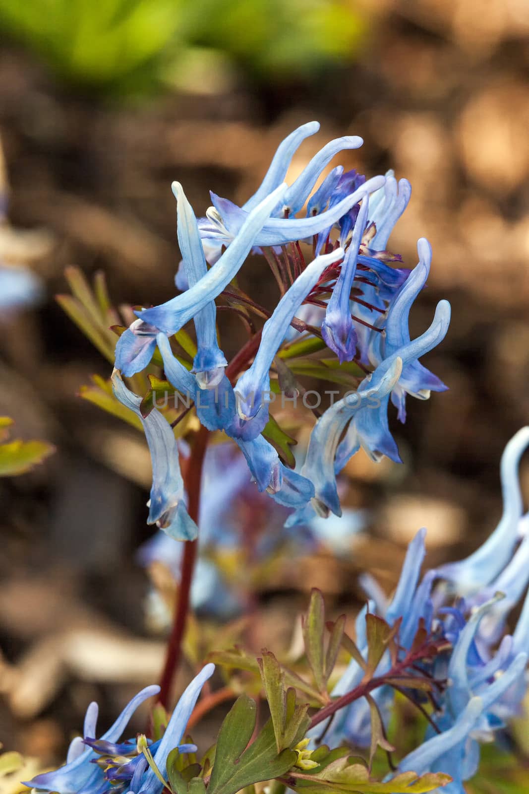 Corydalis flexuosa 'China Blue'  by ant