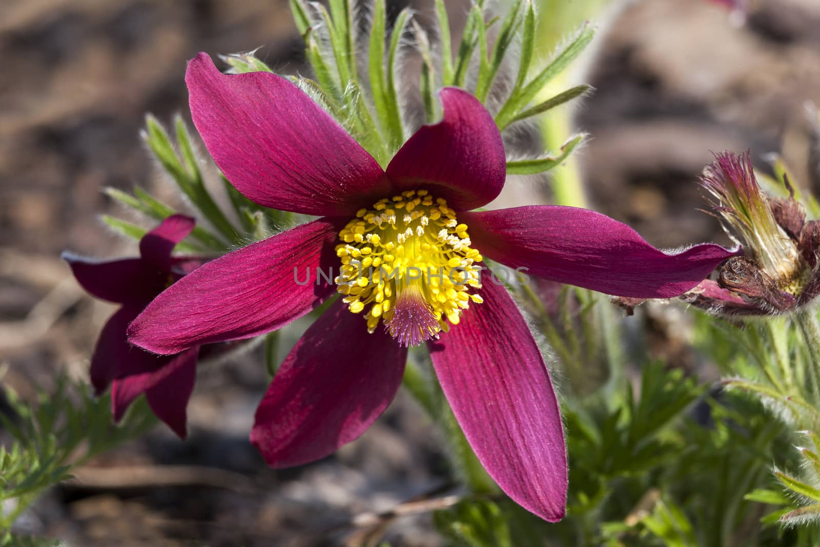 Pulsatilla vulgaris 'Pinwheel Dark Red Shades'  by ant