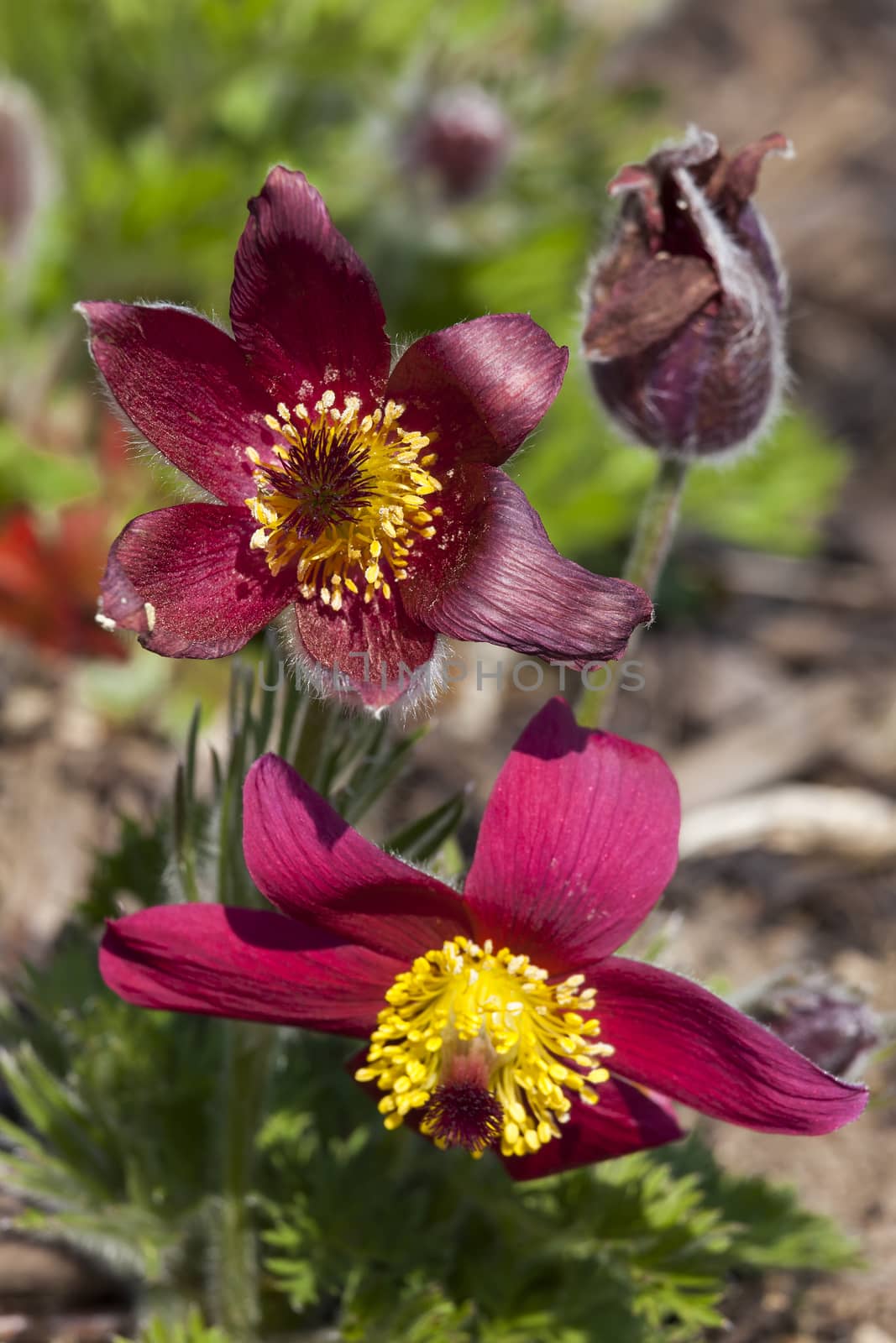 Pulsatilla vulgaris 'Pinwheel Dark Red Shades'  by ant