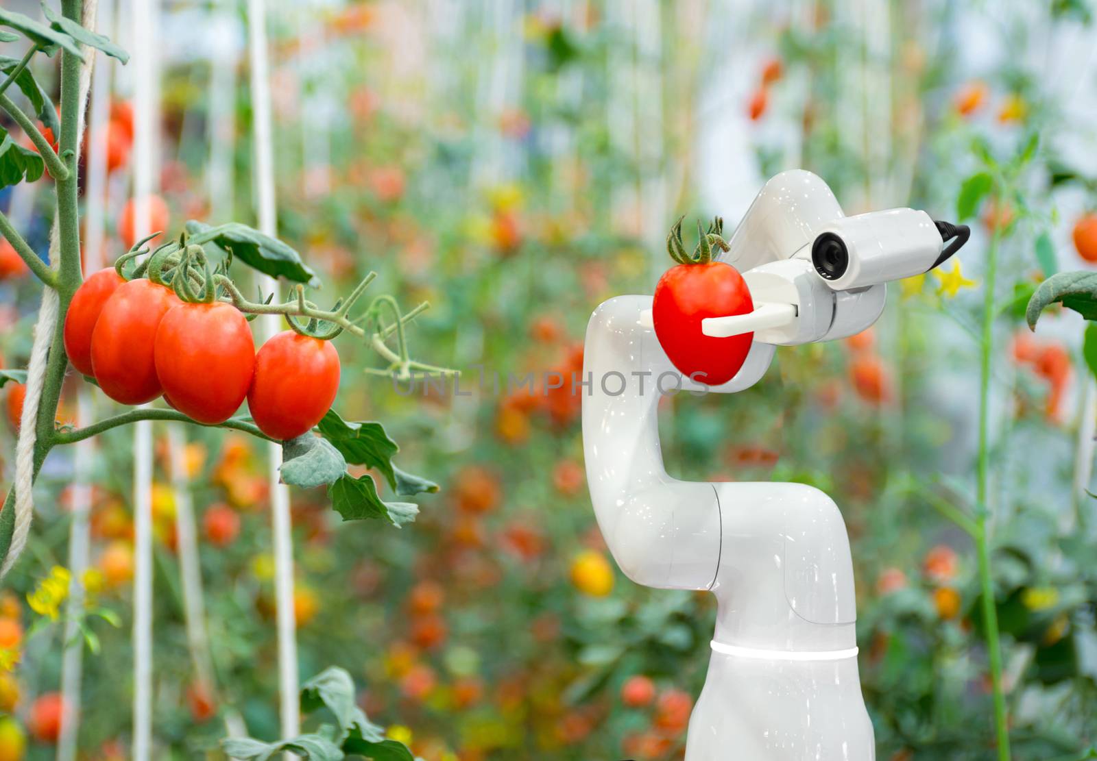Smart robotic farmers tomato in agriculture futuristic robot automation to work to increase efficiency by sompongtom