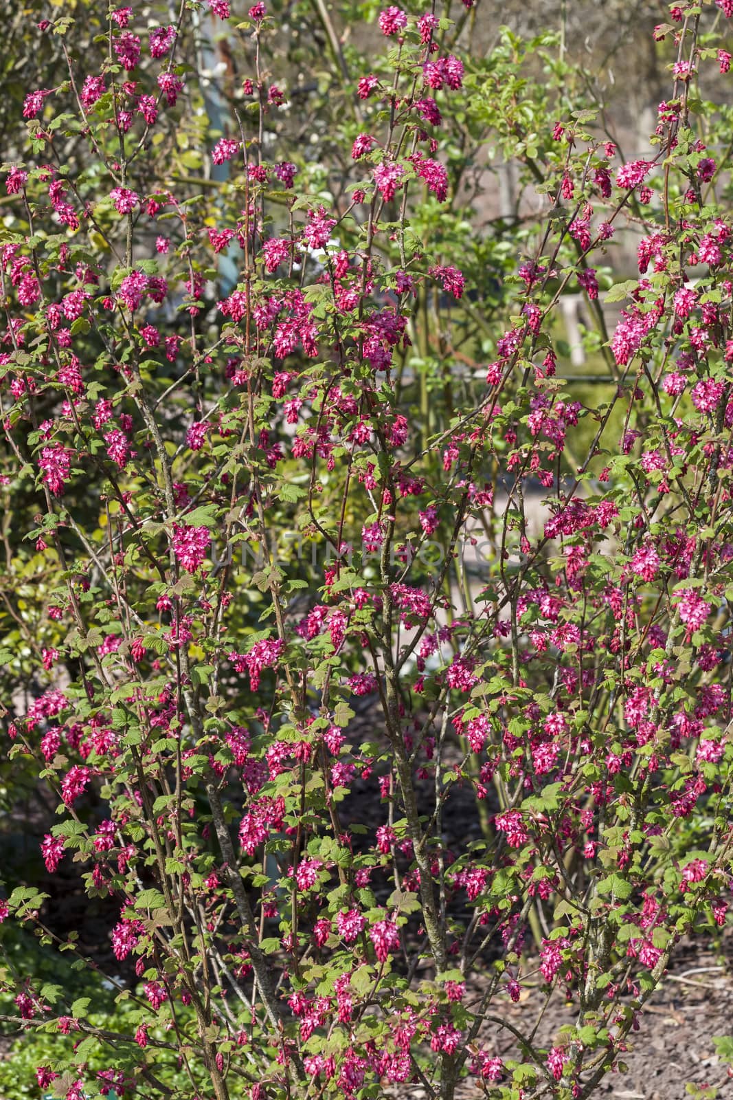 Ribes sanguineum 'King edward VII' an early spring dark red flower shrub commonly known as  flowering currant