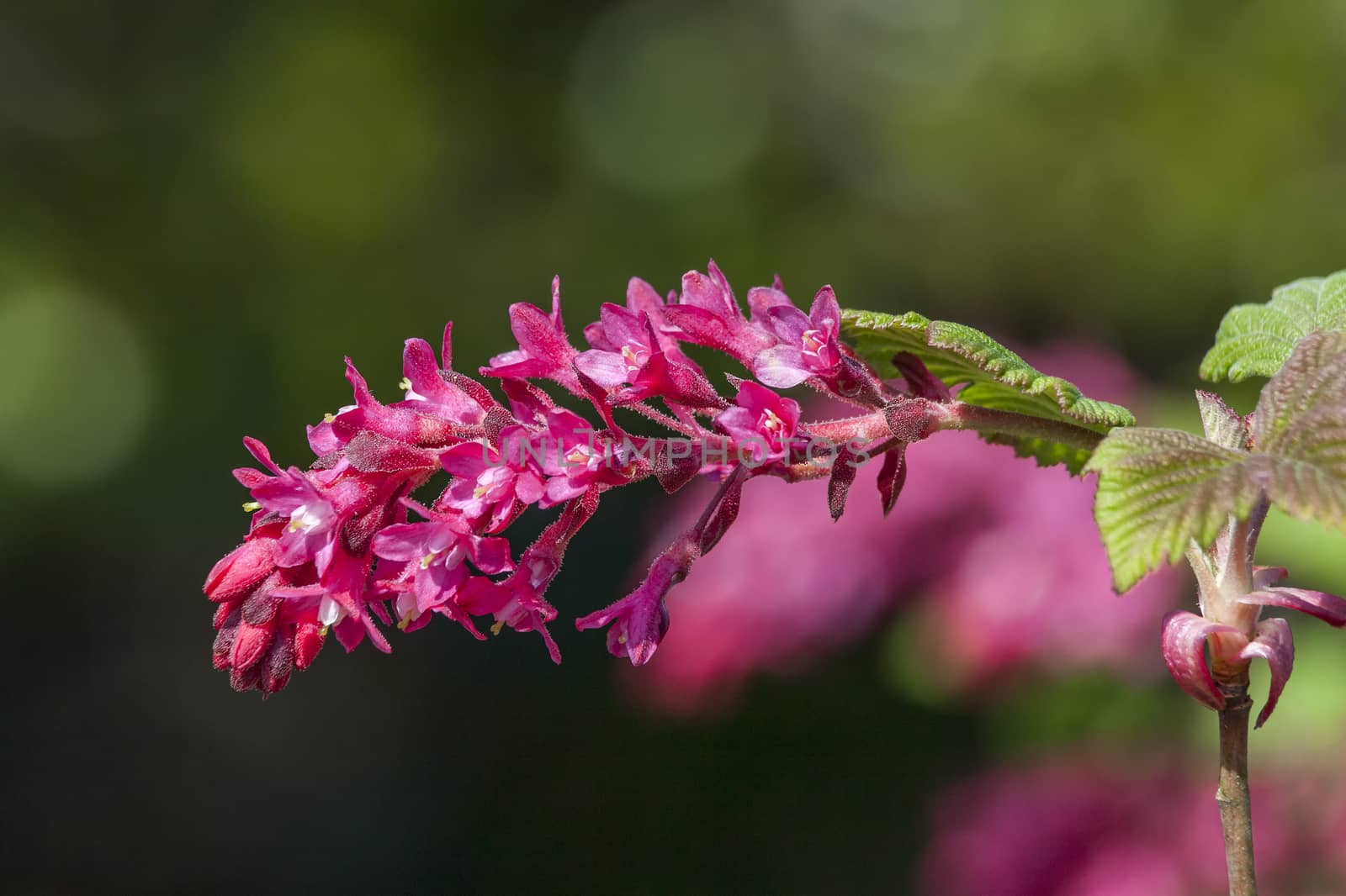 Ribes sanguineum 'King edward VII' an early spring dark red flower shrub commonly known as  flowering currant