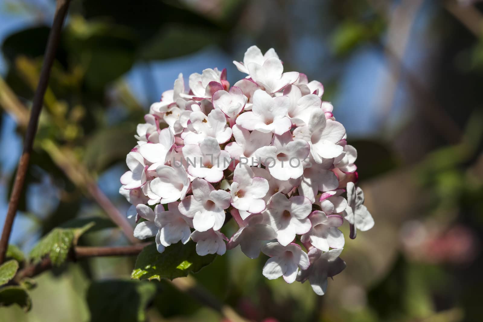 Viburnum carlessii 'Aurora'  a pink white winter flowering shrub which has highly fragrant flowers  in bloom