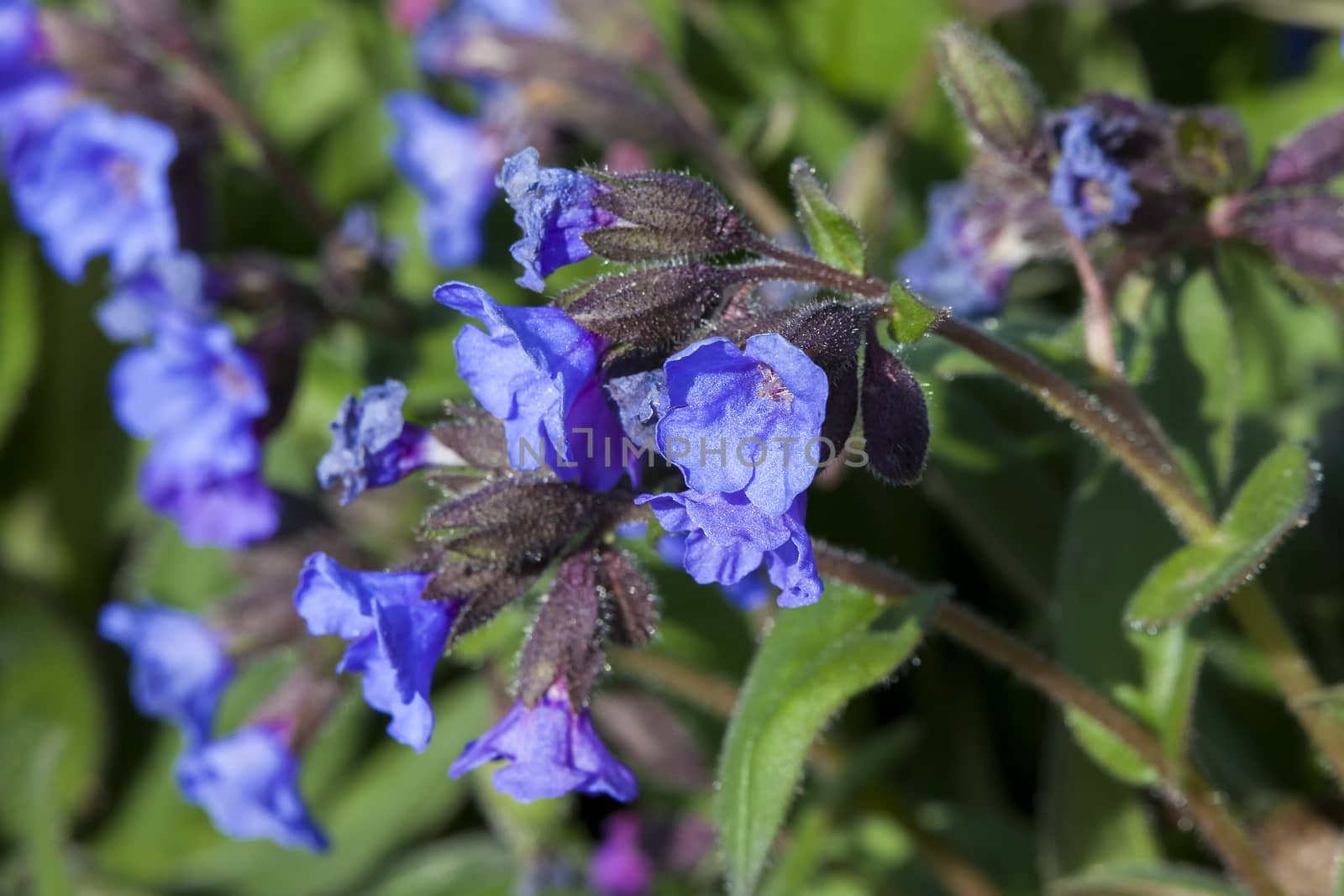 Pulmonaria 'Blue Ensign'   by ant