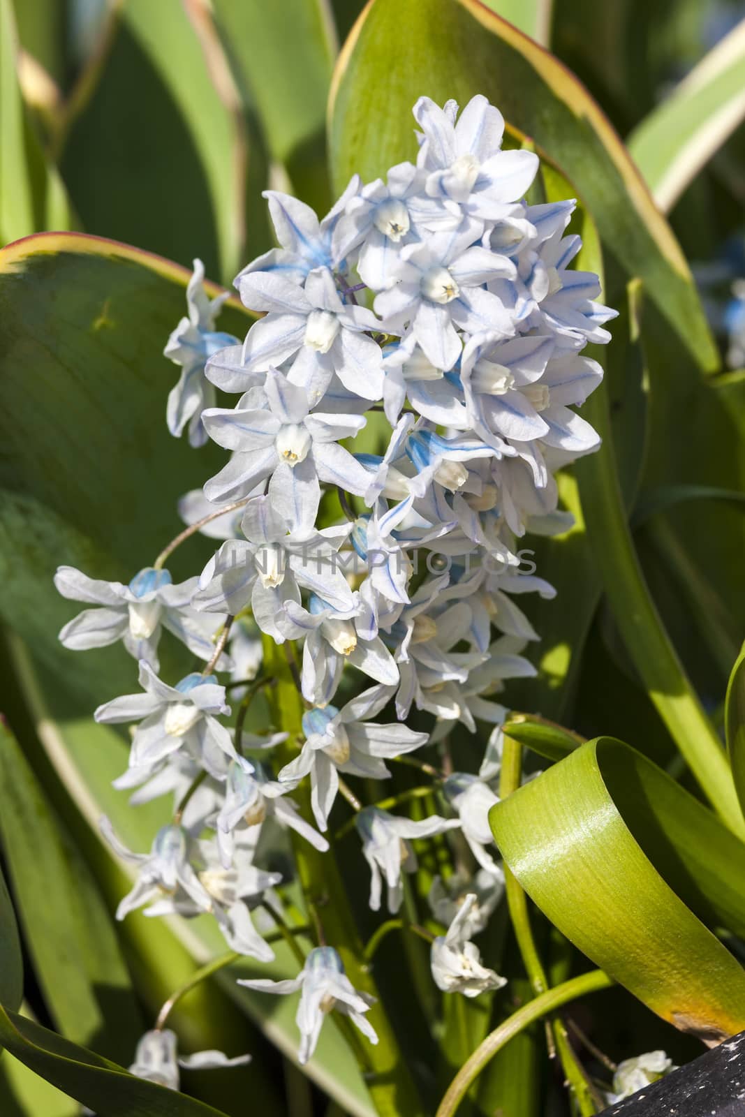 Puschkinia scilloides a spring white blue perennial flower plant commomly known as Russian snowdrop