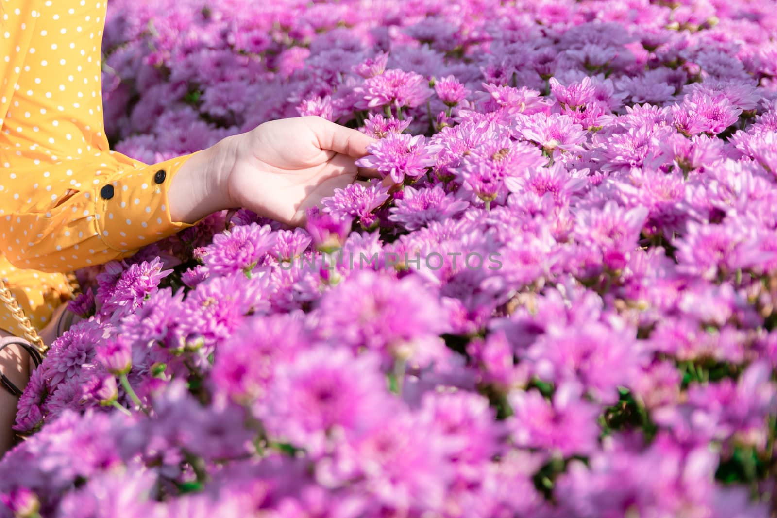 A woman holding a flower in a flower garden