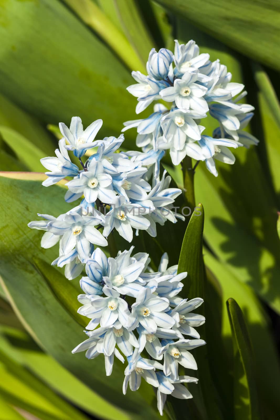 Puschkinia scilloides a spring white blue perennial flower plant commomly known as Russian snowdrop