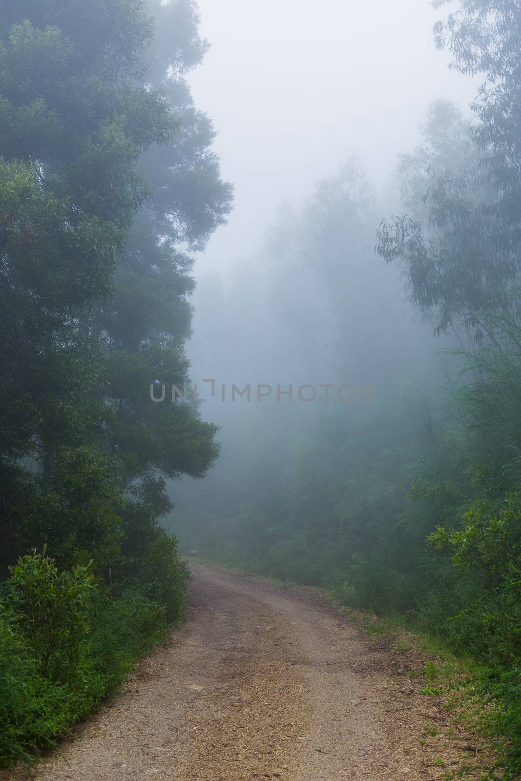 Fog in the forest at the portuguese national park, Geres, Portugal