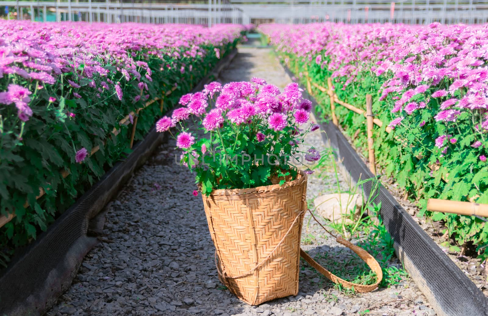 Chrysanthemum a basket of flowers placed in the garden