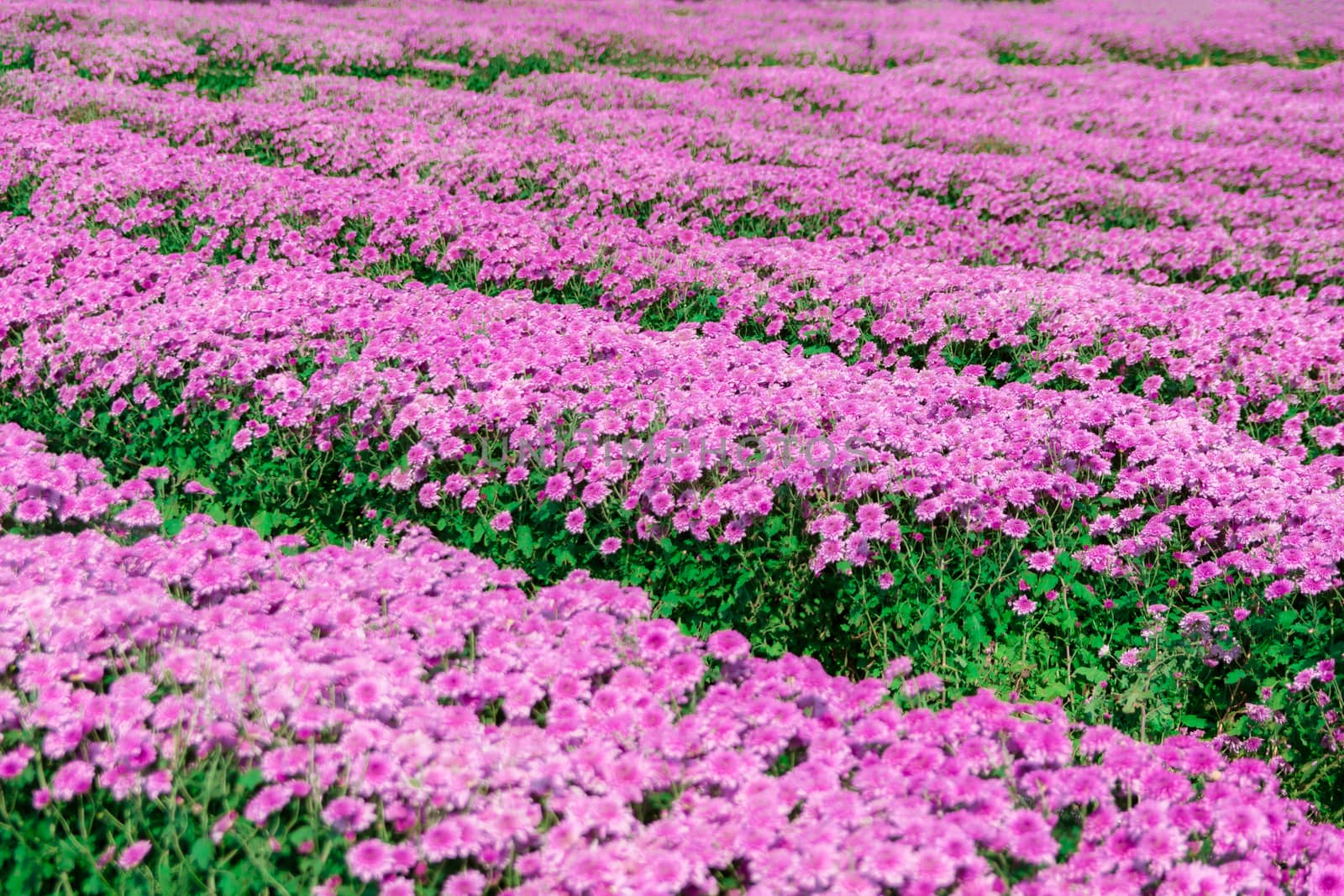 Flowers chrysanthemum in the garden for outdoor