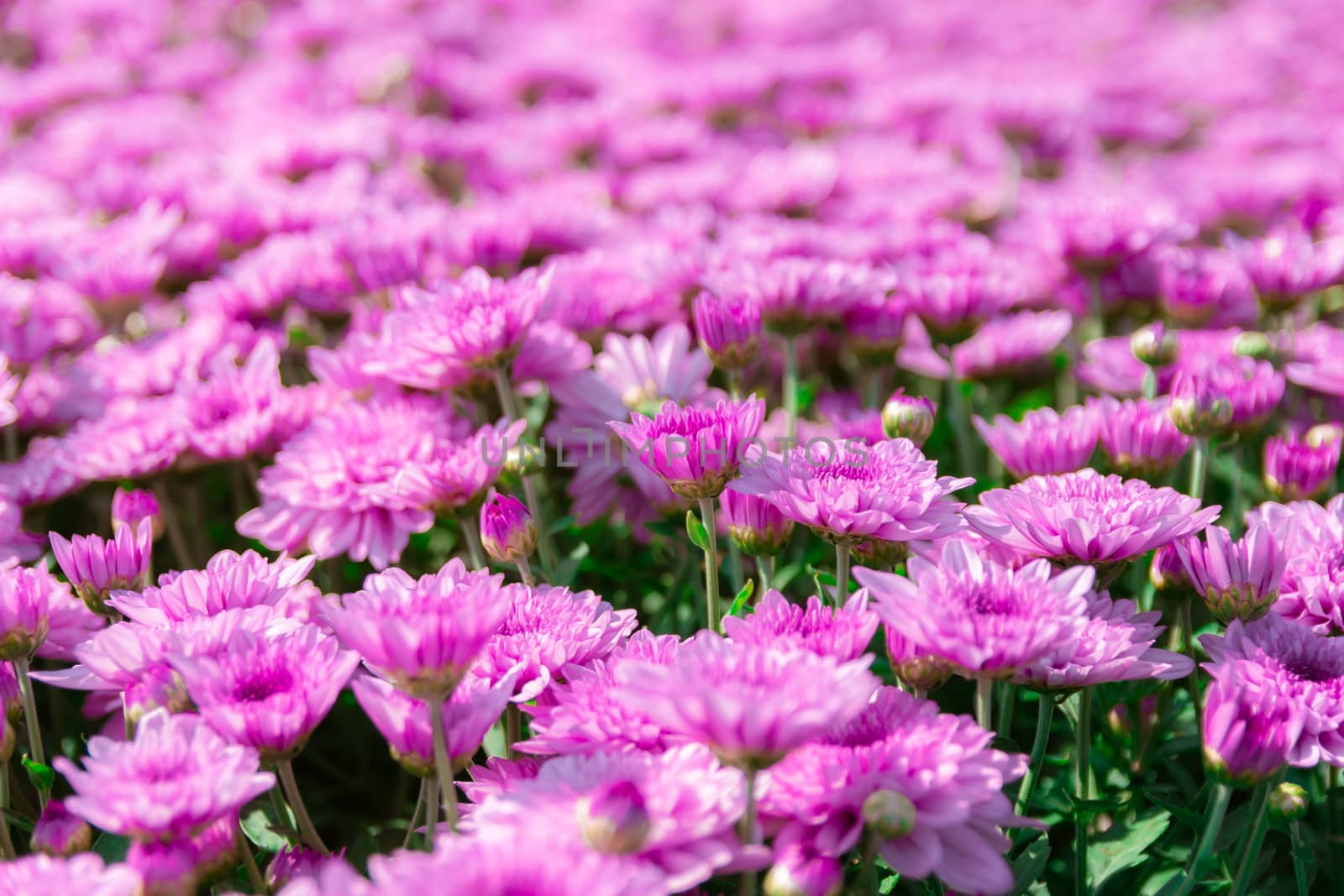 Flowers chrysanthemum in the garden for outdoor