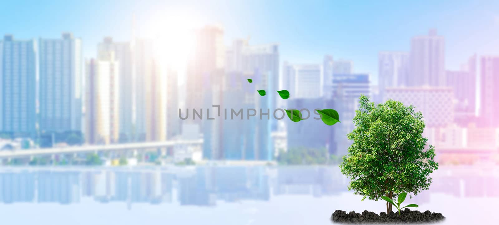 Ecology And planting trees in the city to Urban environment
