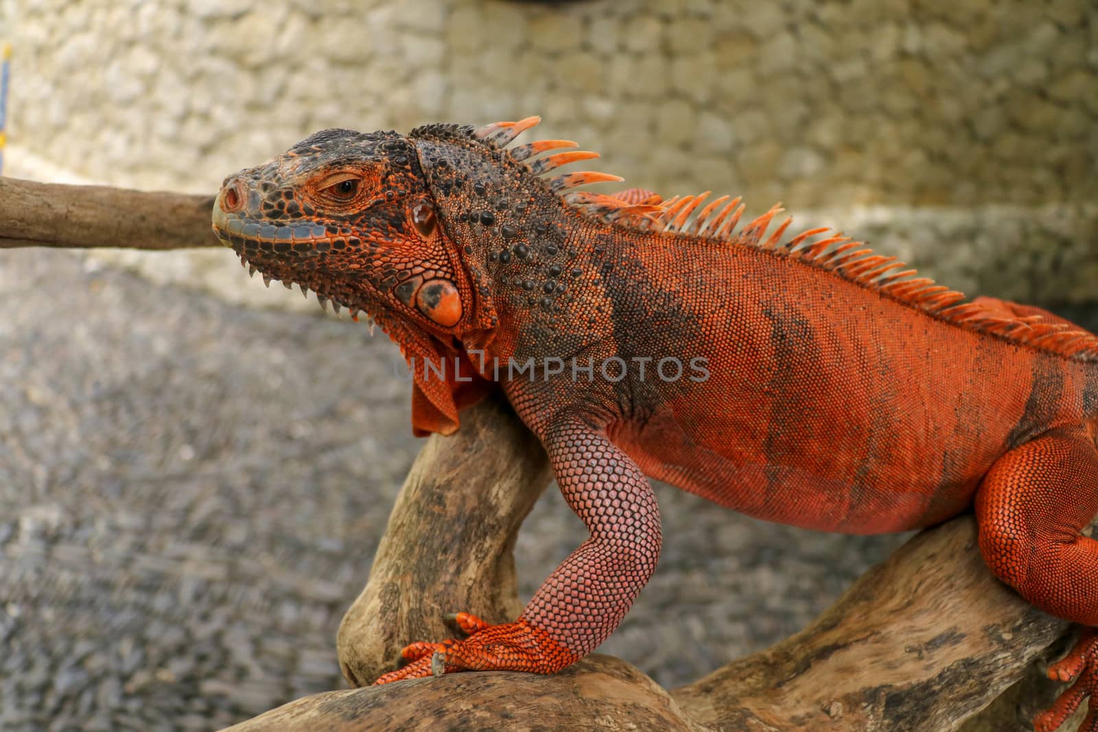 Beautiful Red Iguana on wood, animal closeup. Orange colored Iguana sits on driftwood and looking at the camera. A subspecies of the Red Morph. Shy animal red iguana that is perched on a dry branch.