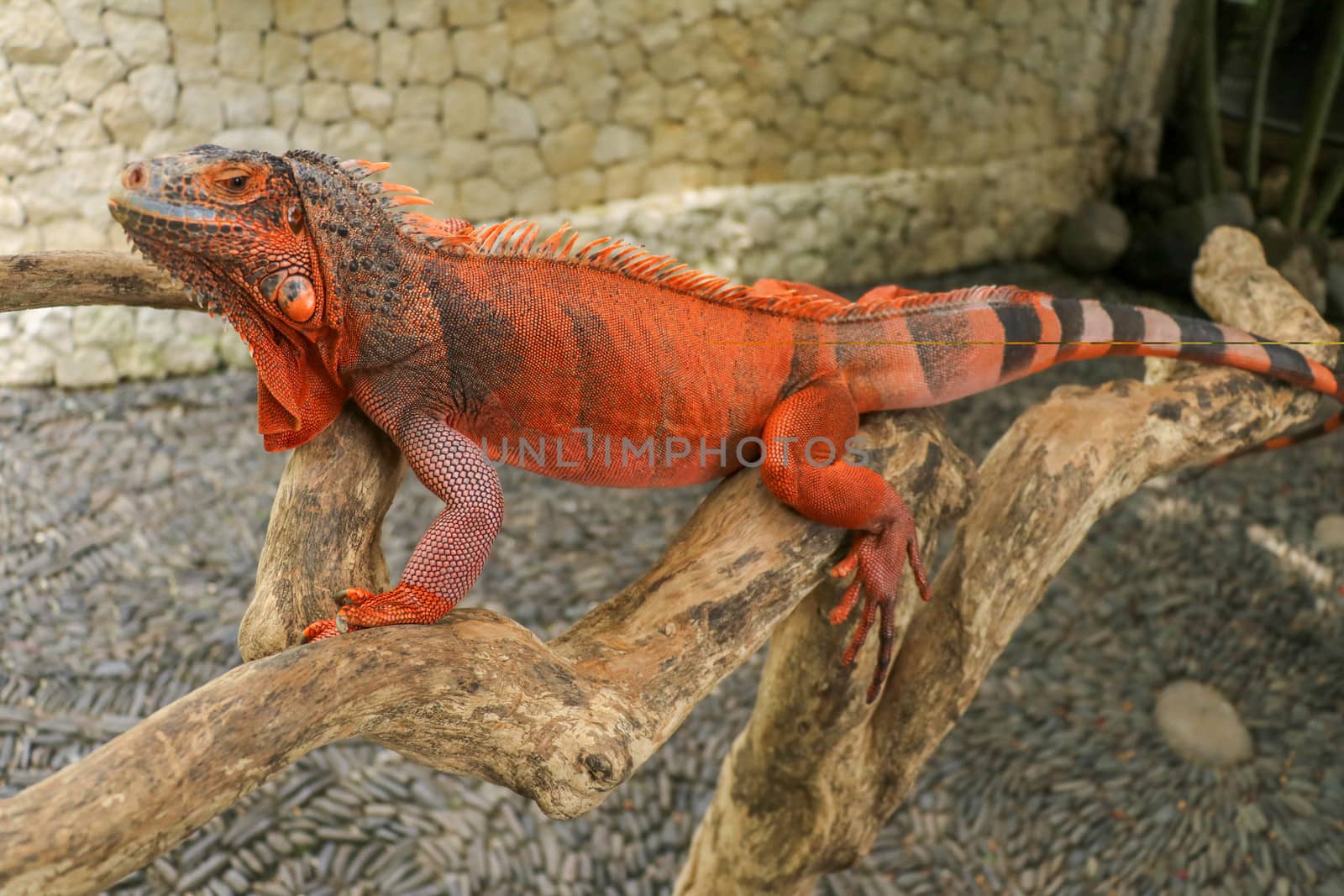 The male red iguana spending time in the tree looking for female iguana. Iguana - close up detail of an iguana camouflaged in nature, a red iguana. Beautiful red iguana on wood, animal closeup.