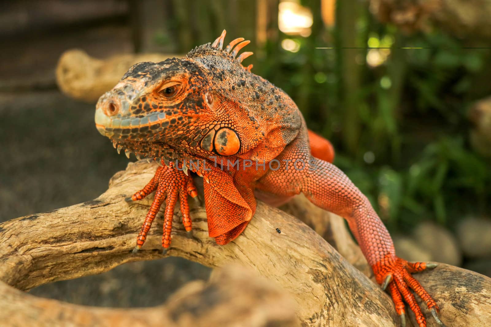 Beautiful Red Iguana on wood, animal closeup. Orange colored Iguana sits on driftwood and looking at the camera. A subspecies of the Red Morph. Shy animal red iguana that is perched on a dry branch.