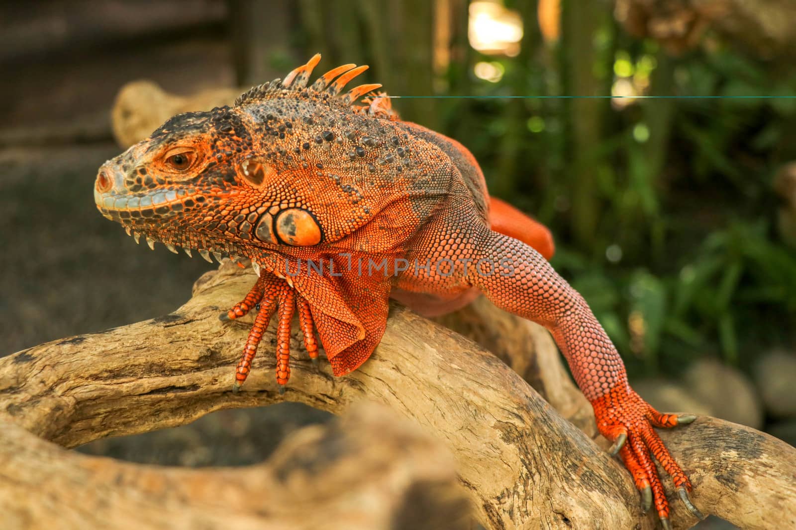 Beautiful Red Iguana on wood, animal closeup. Orange colored Iguana sits on driftwood and looking at the camera. A subspecies of the Red Morph. Shy animal red iguana that is perched on a dry branch.
