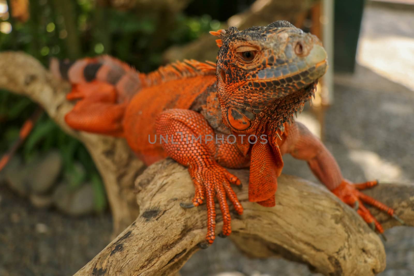 Close-up Head of Reptile. Young male Red Iguana detail of an iguana camouflaged in nature. This type of iguana is dark red to orange. Many red iguanas are preserved in Indonesia.