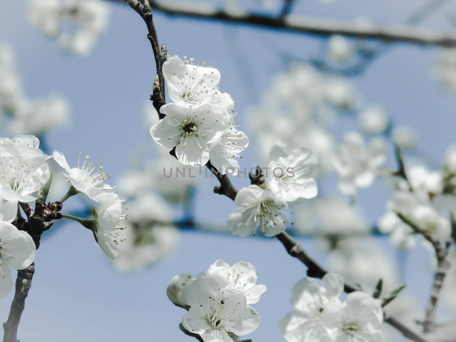 Liguria, Italy – 06/24/2020: Beautiful caption of the cherry tree and other different fruit plants with first amazing winter flowers in the village and an incredible blue sky in the background.