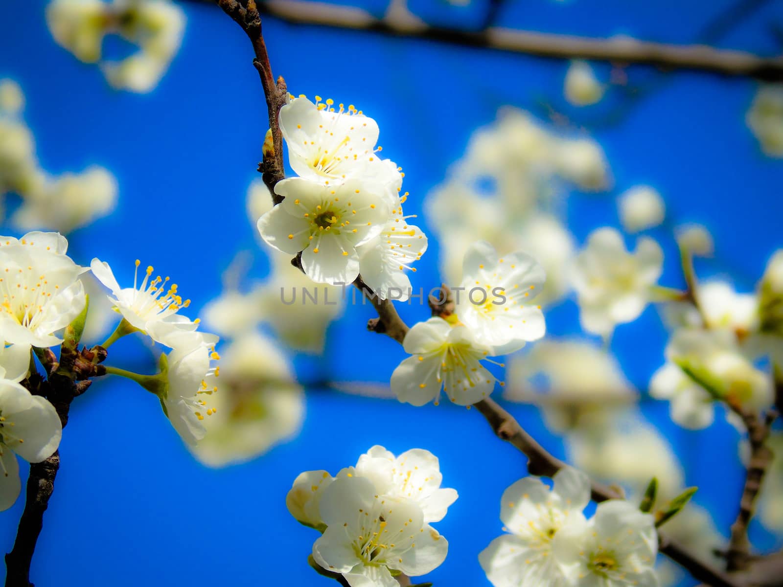 Liguria, Italy – 06/24/2020: Beautiful caption of the cherry tree and other different fruit plants with first amazing winter flowers in the village and an incredible blue sky in the background.