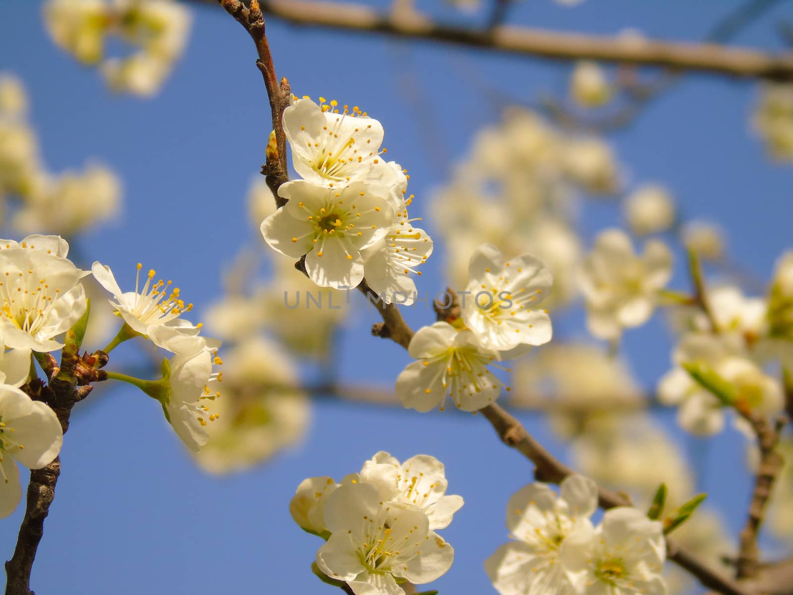 Liguria, Italy – 06/24/2020: Beautiful caption of the cherry tree and other different fruit plants with first amazing winter flowers in the village and an incredible blue sky in the background.