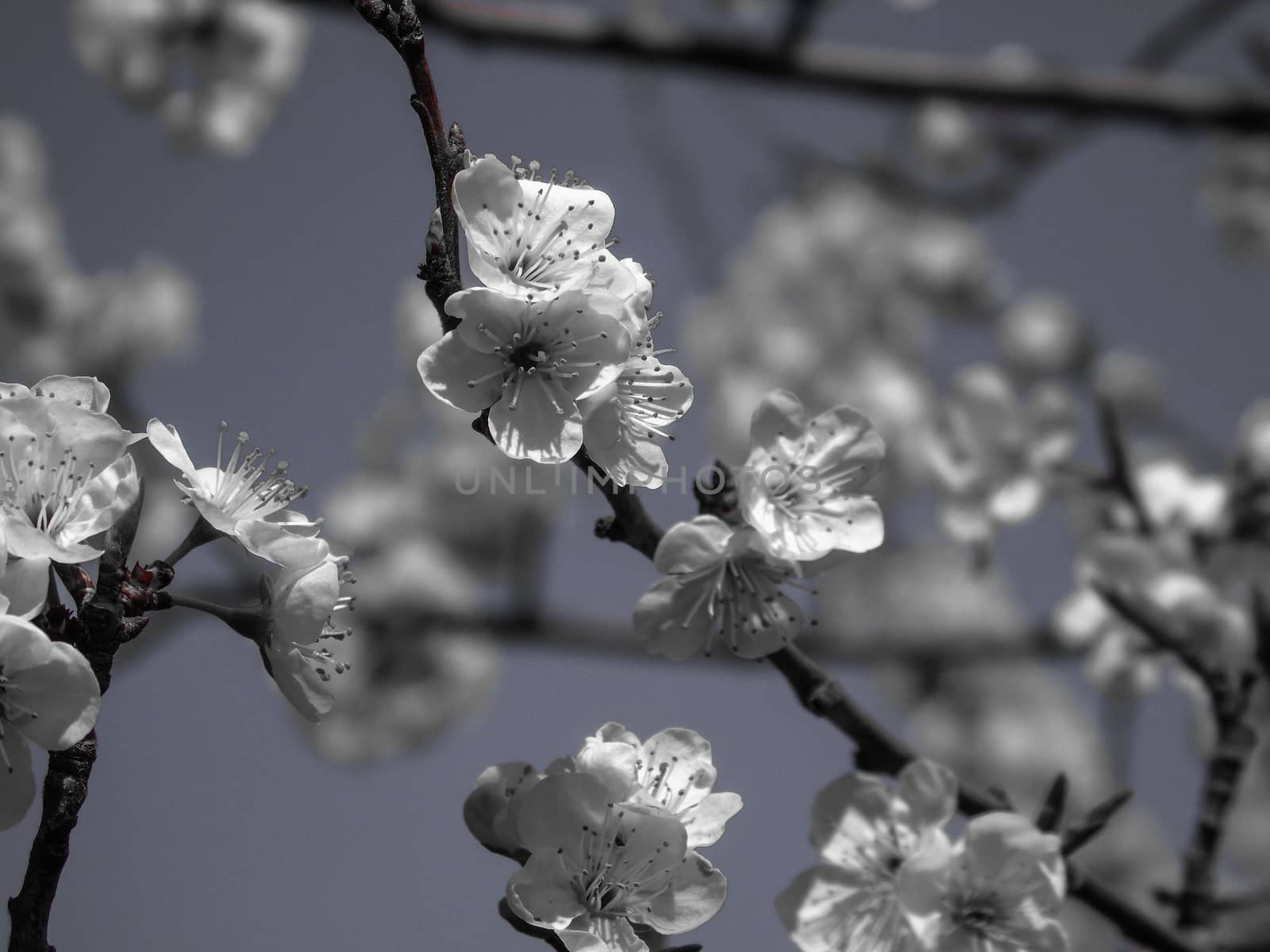 Liguria, Italy – 06/24/2020: Beautiful caption of the cherry tree and other different fruit plants with first amazing winter flowers in the village and an incredible blue sky in the background.