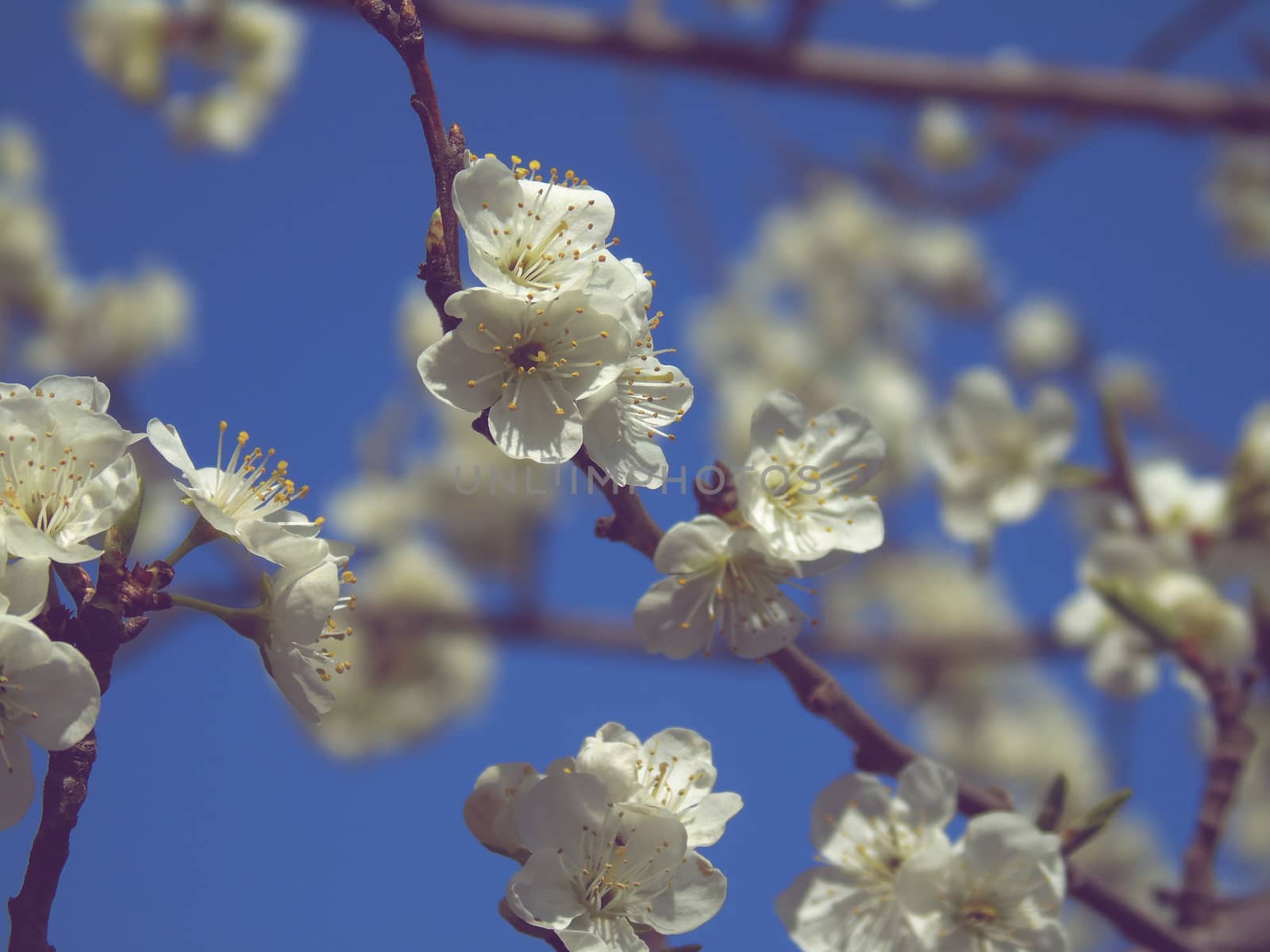 Liguria, Italy – 06/24/2020: Beautiful caption of the cherry tree and other different fruit plants with first amazing winter flowers in the village and an incredible blue sky in the background.