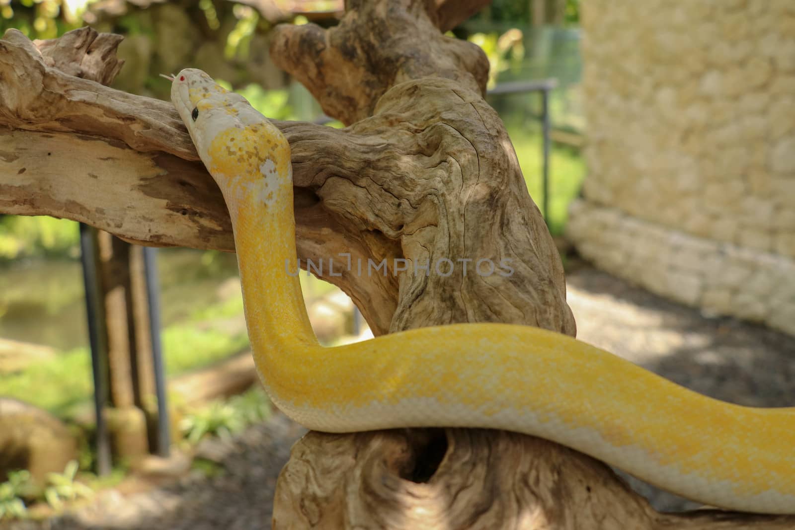 Adult individual snake strangler on dry branch. Close up of a yellow snake boa wrapped around a tree branch and looking arround. Curious python albino. Close-up Head of Reptile on Bali, Indonesia.