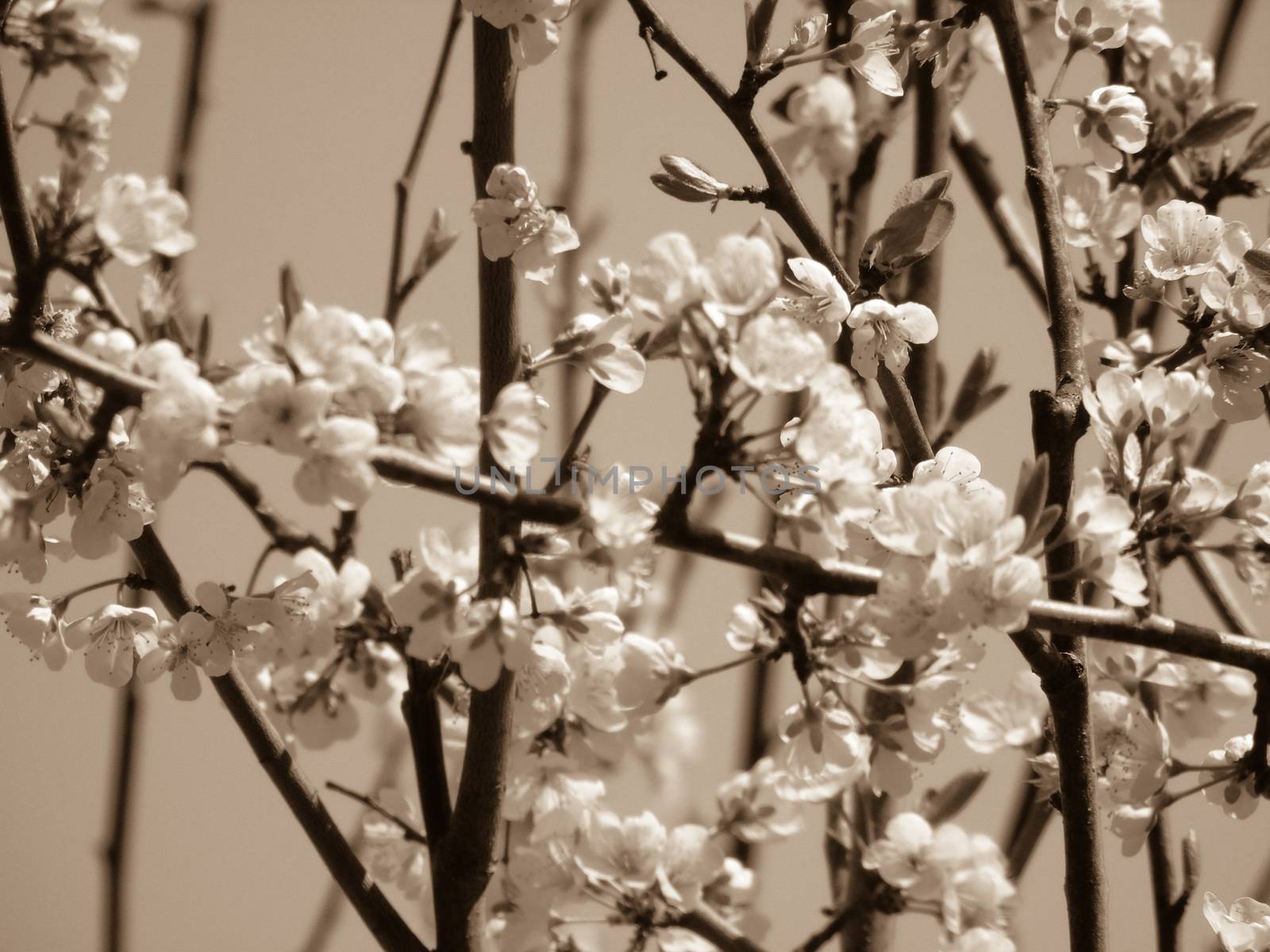 Liguria, Italy – 06/24/2020: Beautiful caption of the cherry tree and other different fruit plants with first amazing winter flowers in the village and an incredible blue sky in the background.