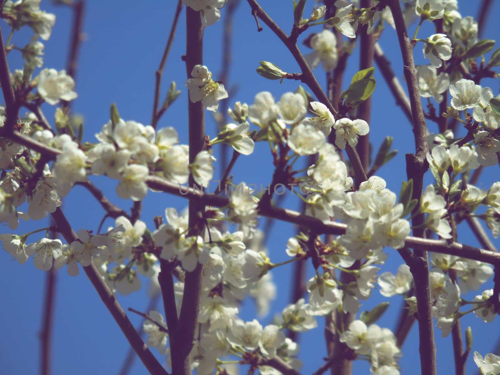 Liguria, Italy – 06/24/2020: Beautiful caption of the cherry tree and other different fruit plants with first amazing winter flowers in the village and an incredible blue sky in the background.