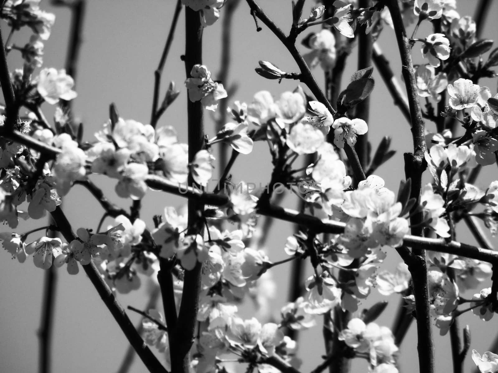 Liguria, Italy – 06/24/2020: Beautiful caption of the cherry tree and other different fruit plants with first amazing winter flowers in the village and an incredible blue sky in the background.