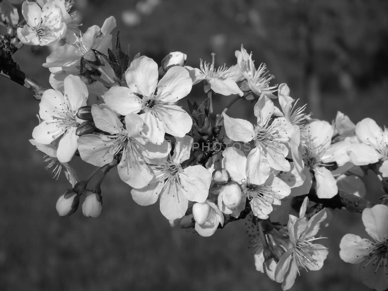 Flowers and Trees by yohananegusse