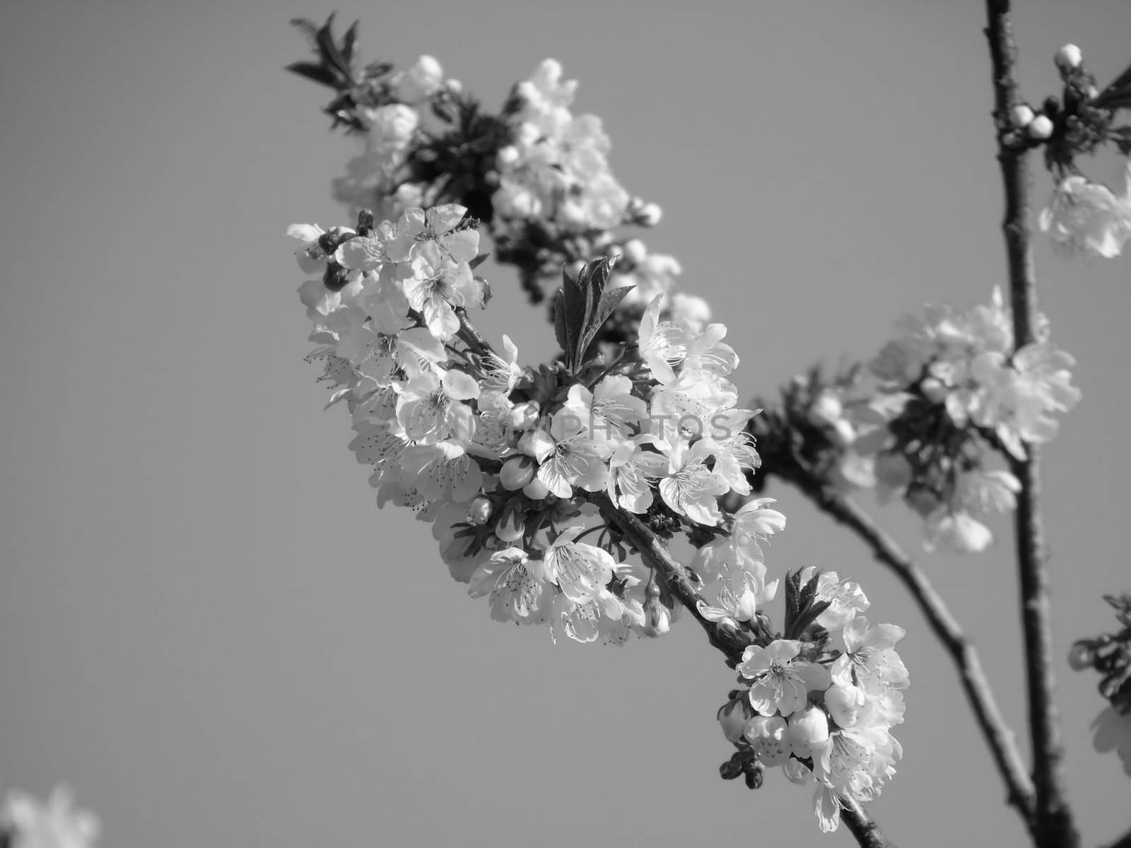 Flowers and Trees by yohananegusse