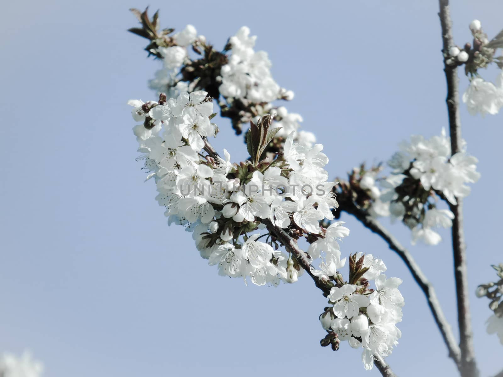 Liguria, Italy – 06/24/2020: Beautiful caption of the cherry tree and other different fruit plants with first amazing winter flowers in the village and an incredible blue sky in the background.