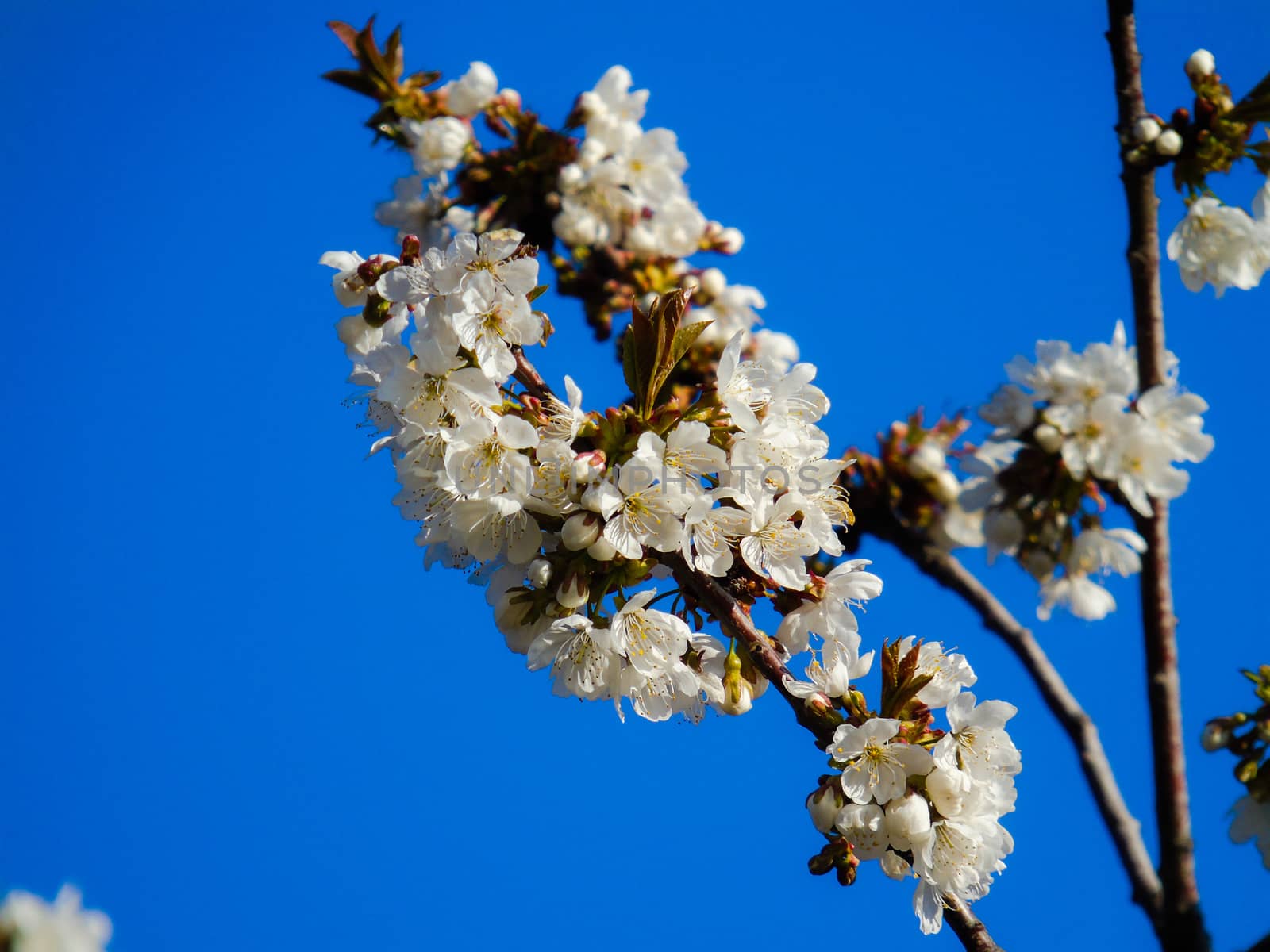 Liguria, Italy – 06/24/2020: Beautiful caption of the cherry tree and other different fruit plants with first amazing winter flowers in the village and an incredible blue sky in the background.