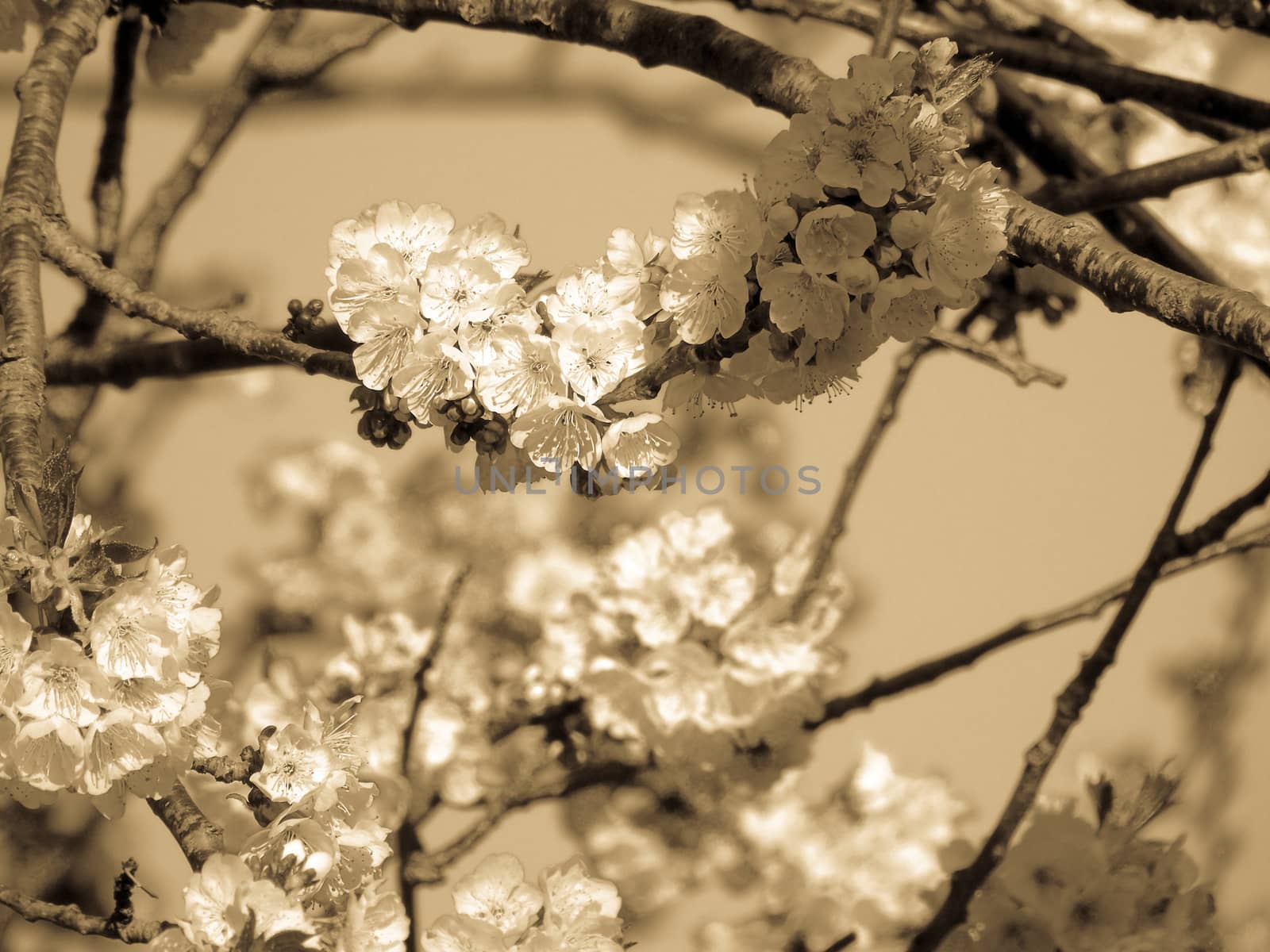 Flowers and Trees by yohananegusse